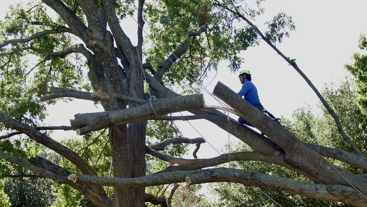 Professional Crown Thinning performed by certified arborists in Yerkes