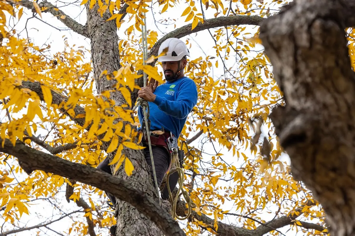 Skilled Tree Planting crew working in Yerkes